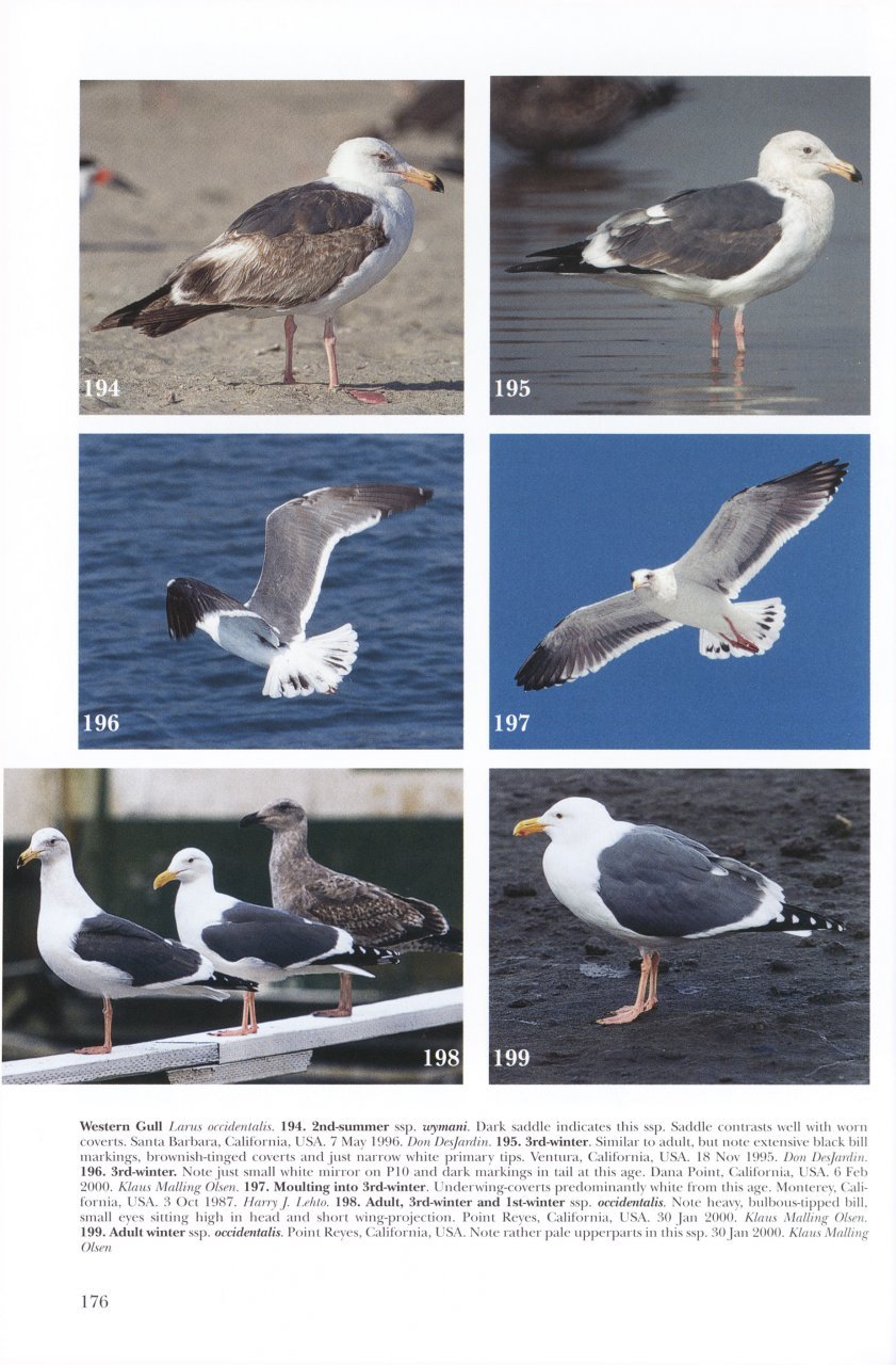 helm identification guides. gulls of europe, asia & north america