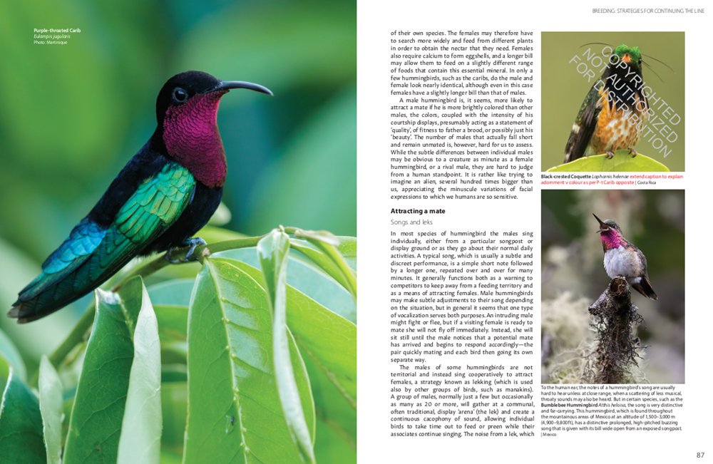 hummingbirds. a celebration of nature's jewels