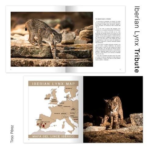 iberian lynx tribute