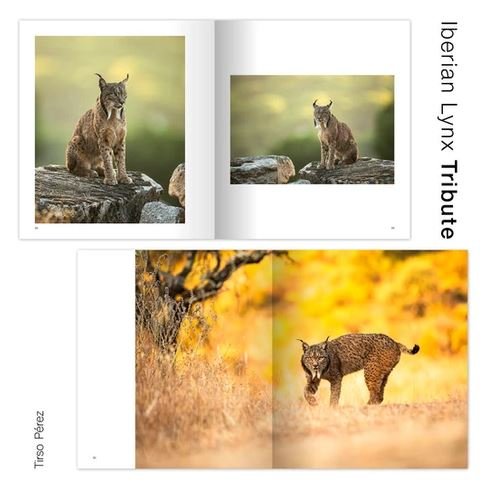 iberian lynx tribute