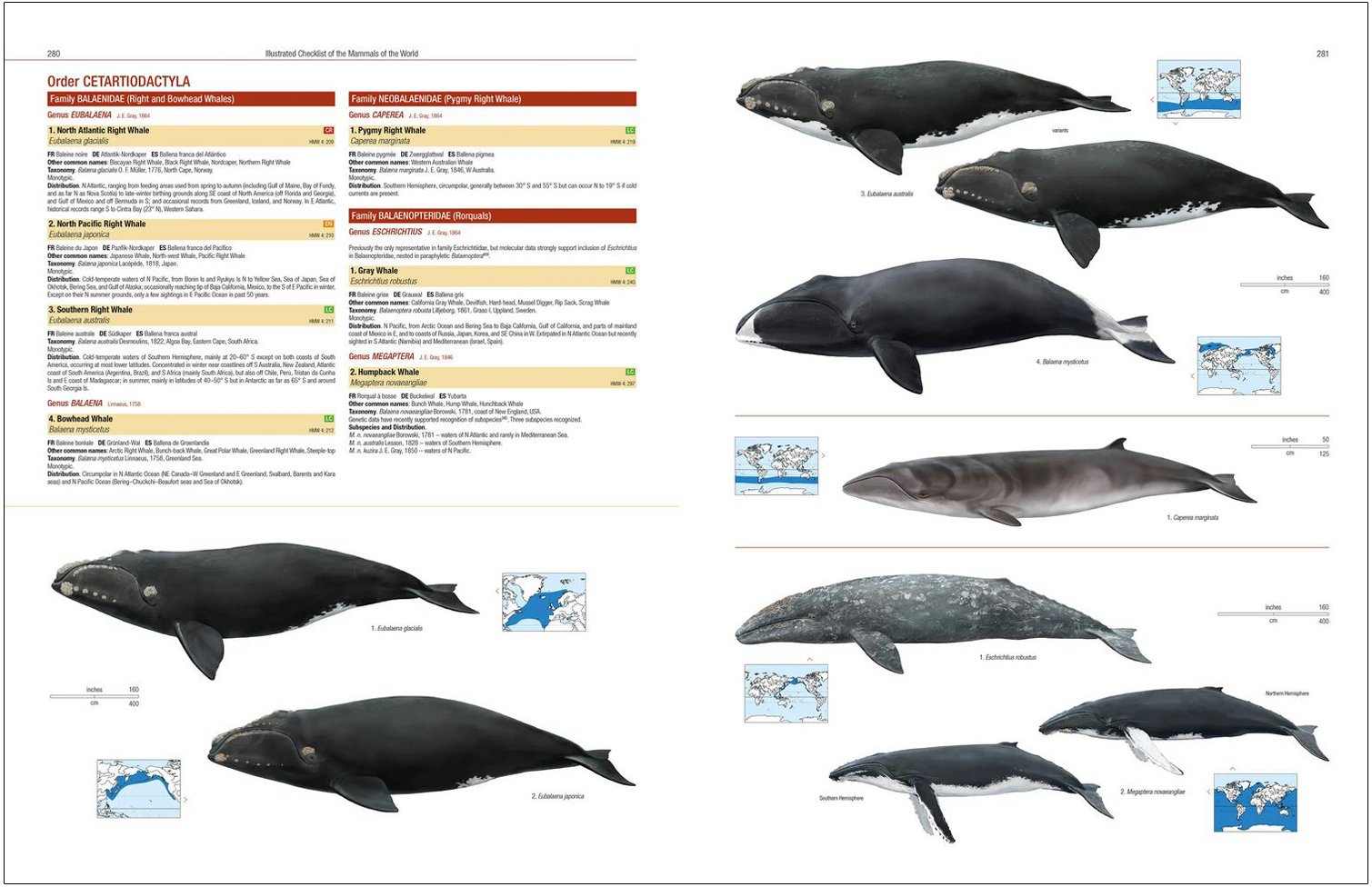 illustrated checklist of the mammals of the world