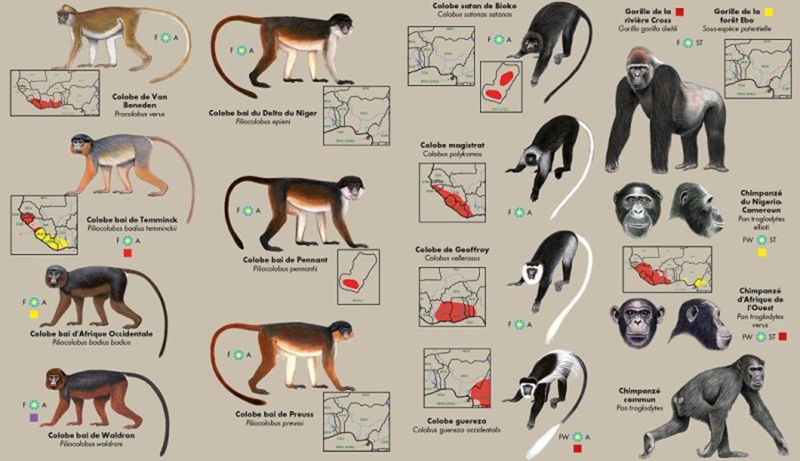 les primates d'afrique de l'ouest. guide d'identification de poche