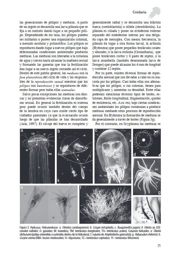 los invertebrados marinos