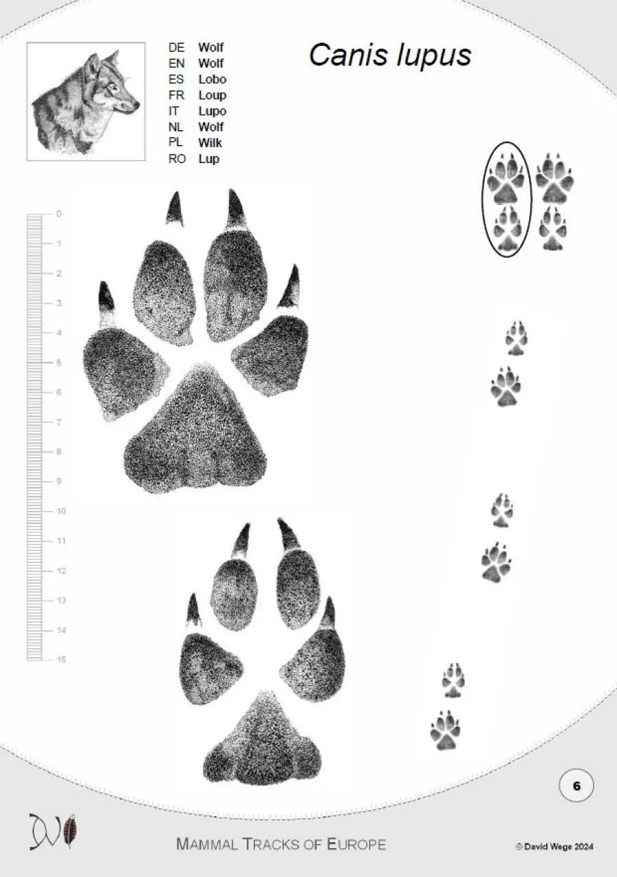 mammal tracks of europe: a field guide to the tracks and trails of european mammals