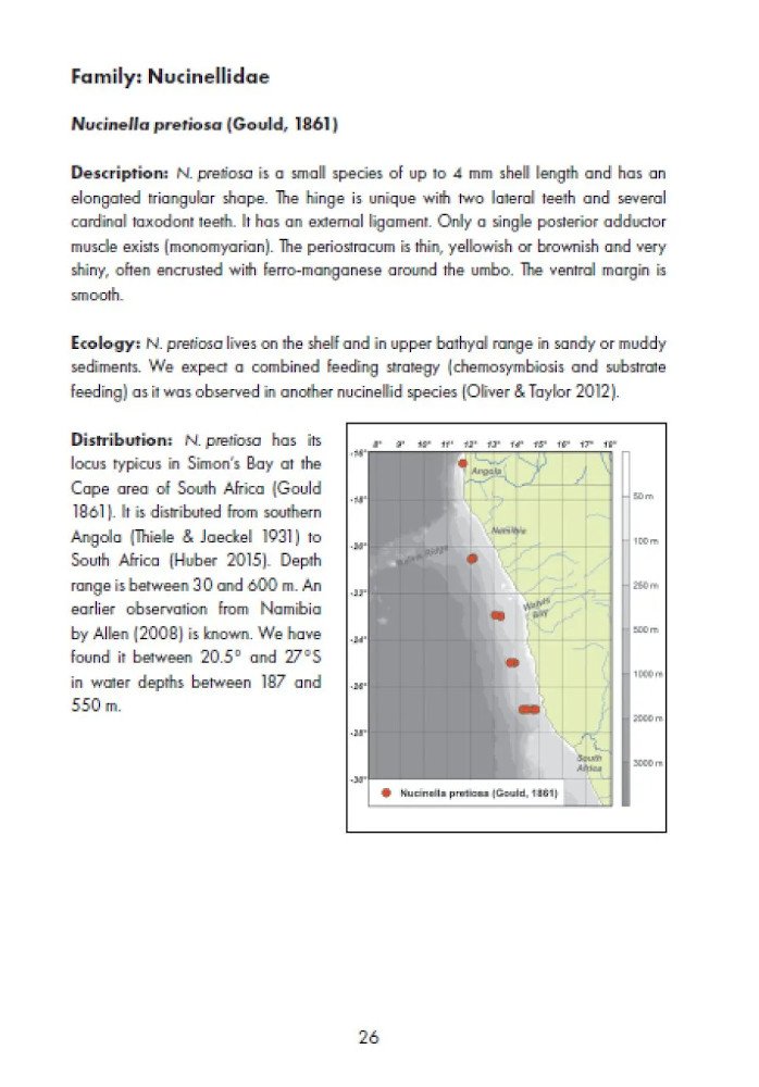 marine bivalves of namibia