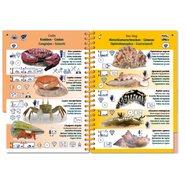marine pictolife. indian ocean and red sea