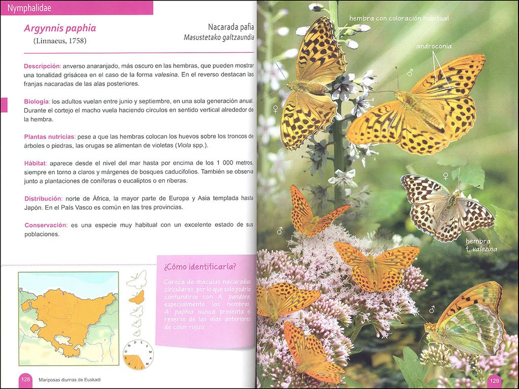mariposas diurnas de euskadi