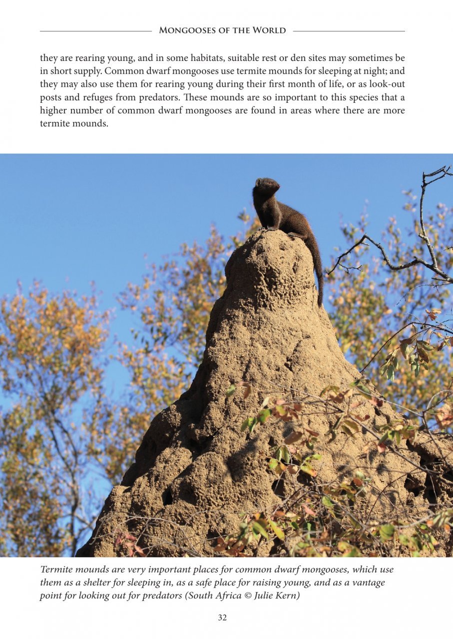 mongooses of the world
