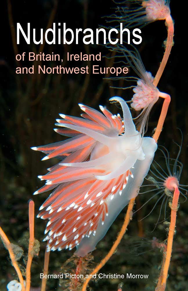 nudibranchs of britain, ireland and northwest europe