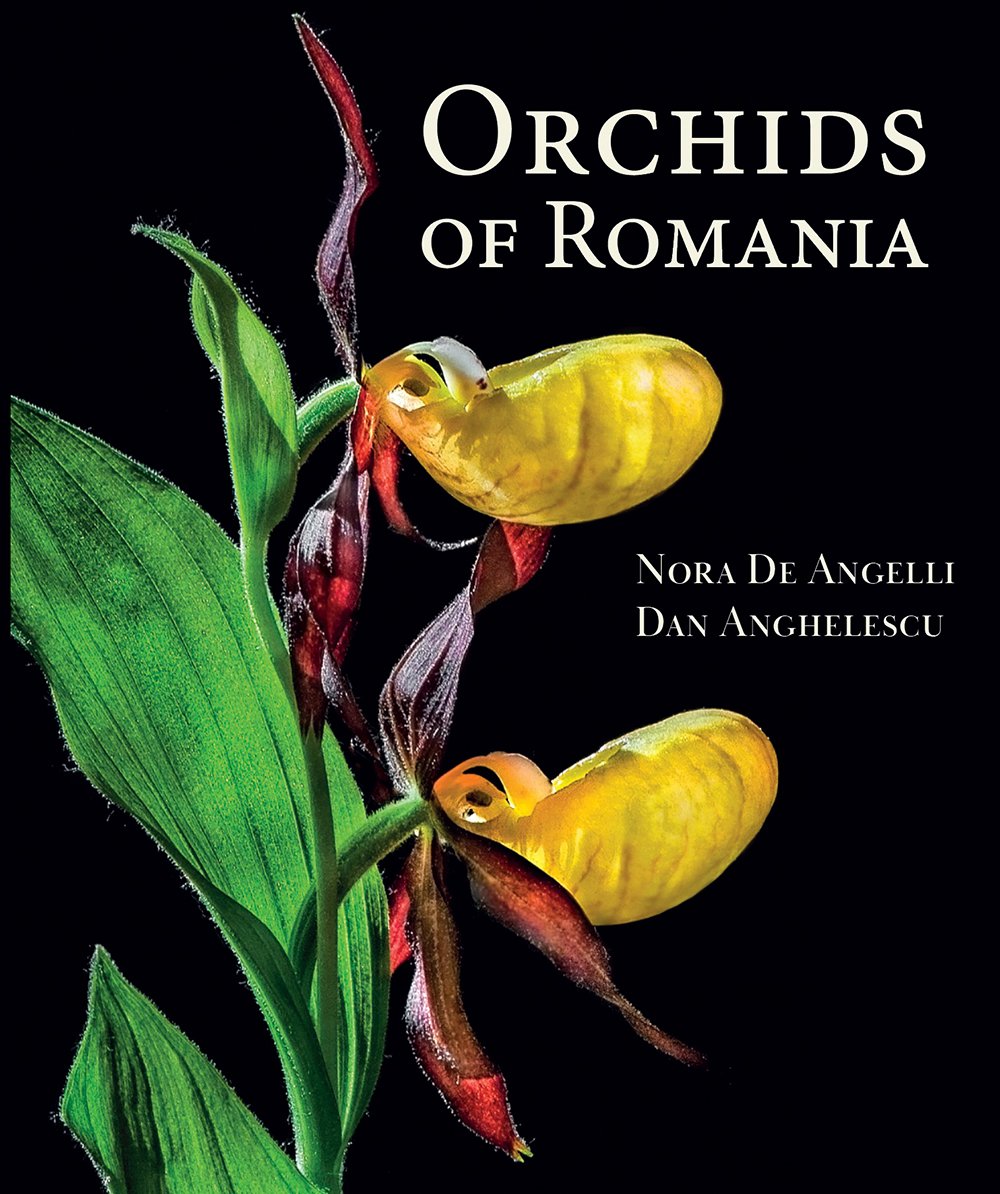 orchids of romania