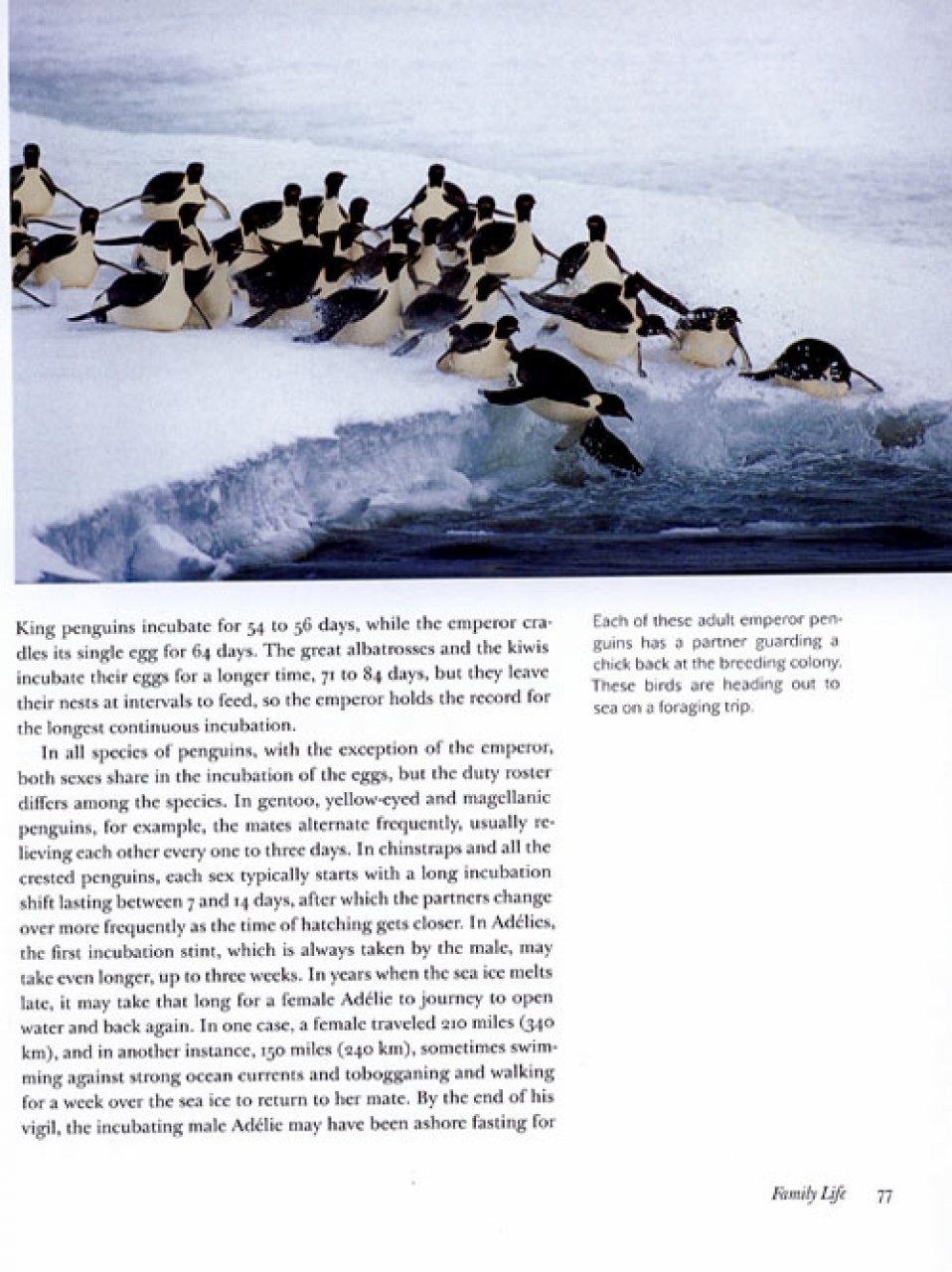penguins of the world