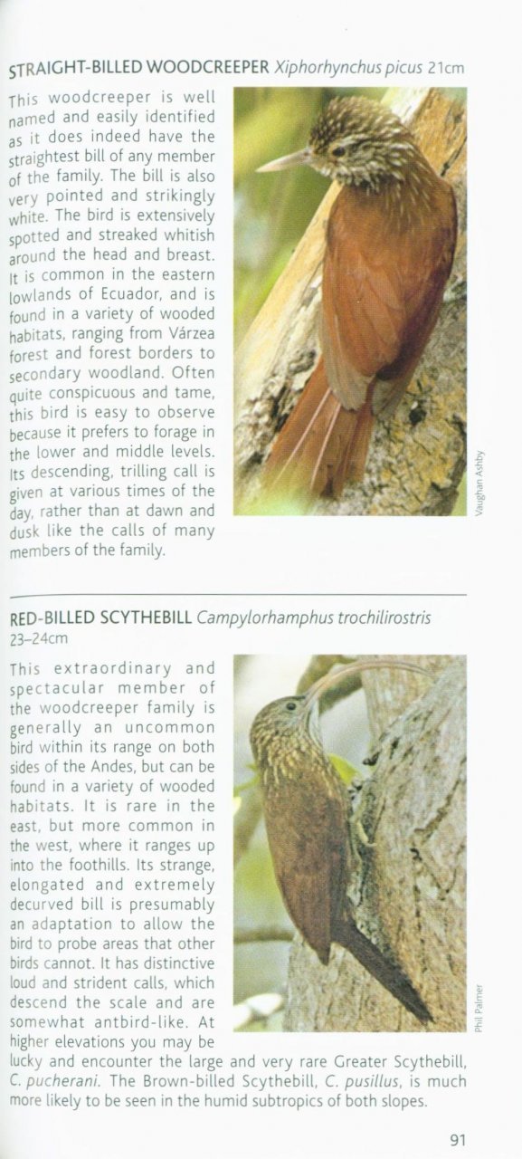 pocket photo guide to the birds of ecuador and galapagos