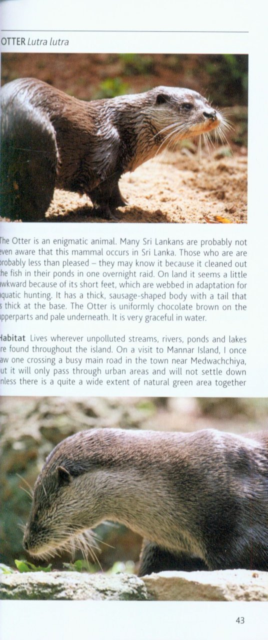 pocket photo guide to the mammals of sri lanka