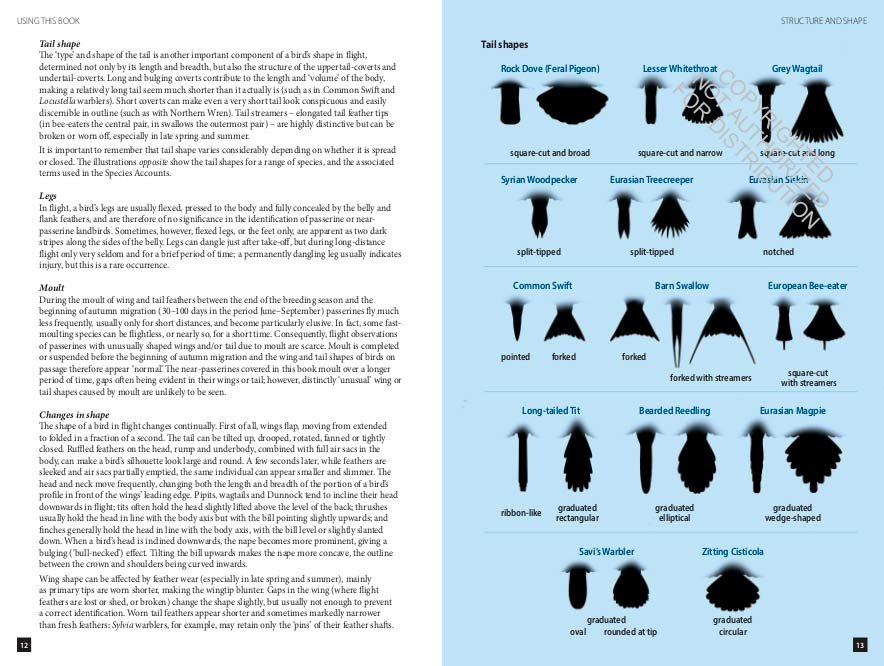princeton wildguides. flight identification of european passerines and select landbirds