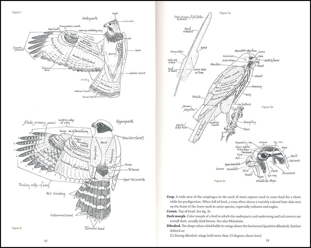 raptors of mexico and central america