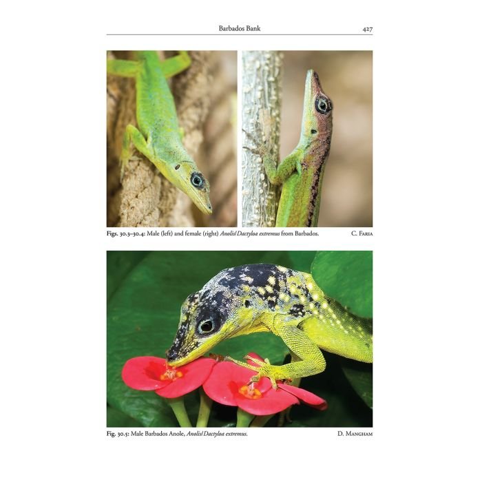 reptiles of the lesser antilles