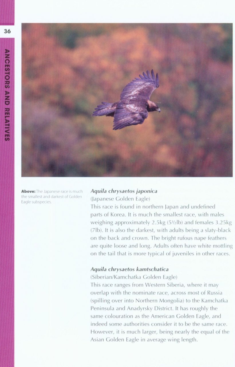 rspb spotlight: eagles