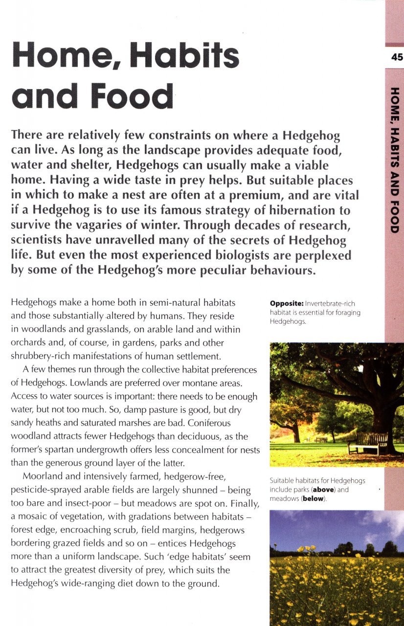 rspb spotlight: hedgehogs