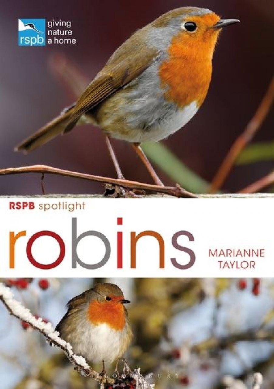 rspb spotlight: robins