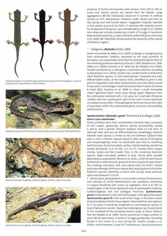 salamanders & newts of the world