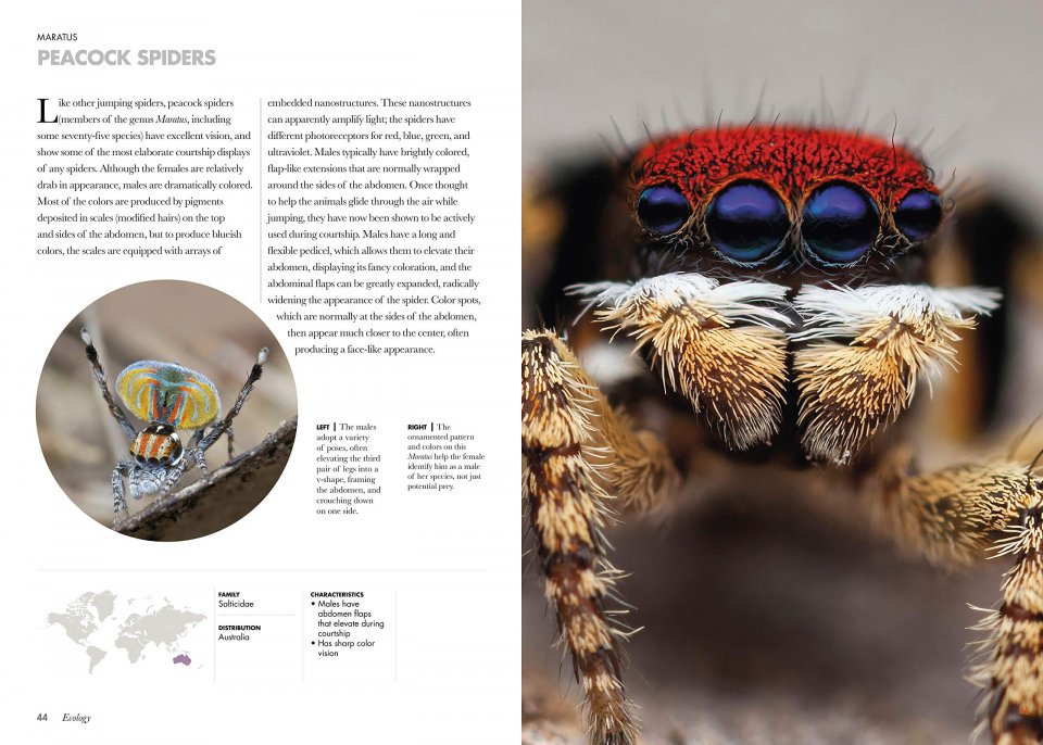 spiders of the world. a natural history