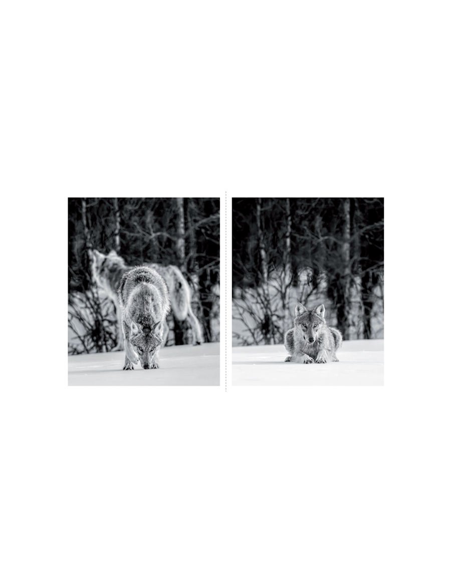terre de loups