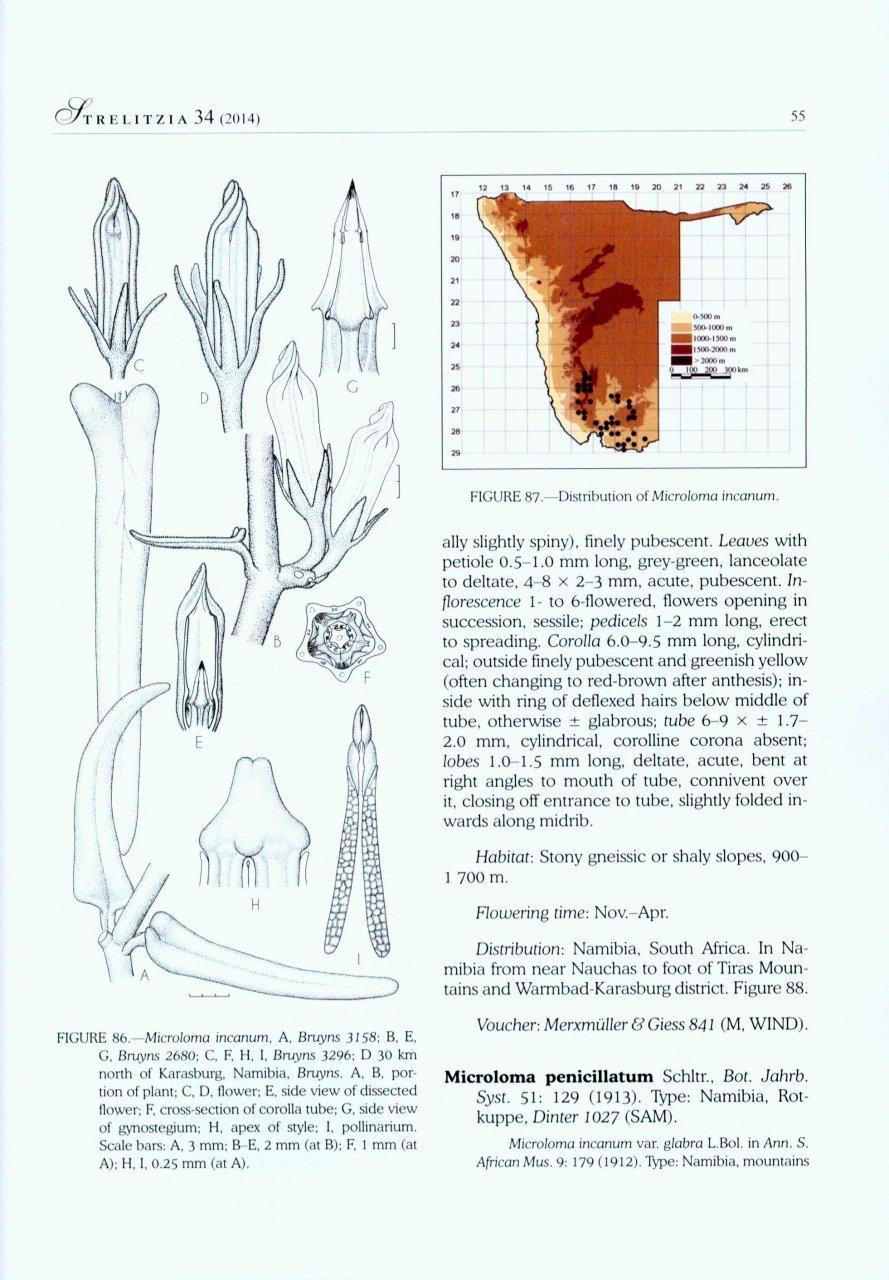 the apocynaceae of namibia