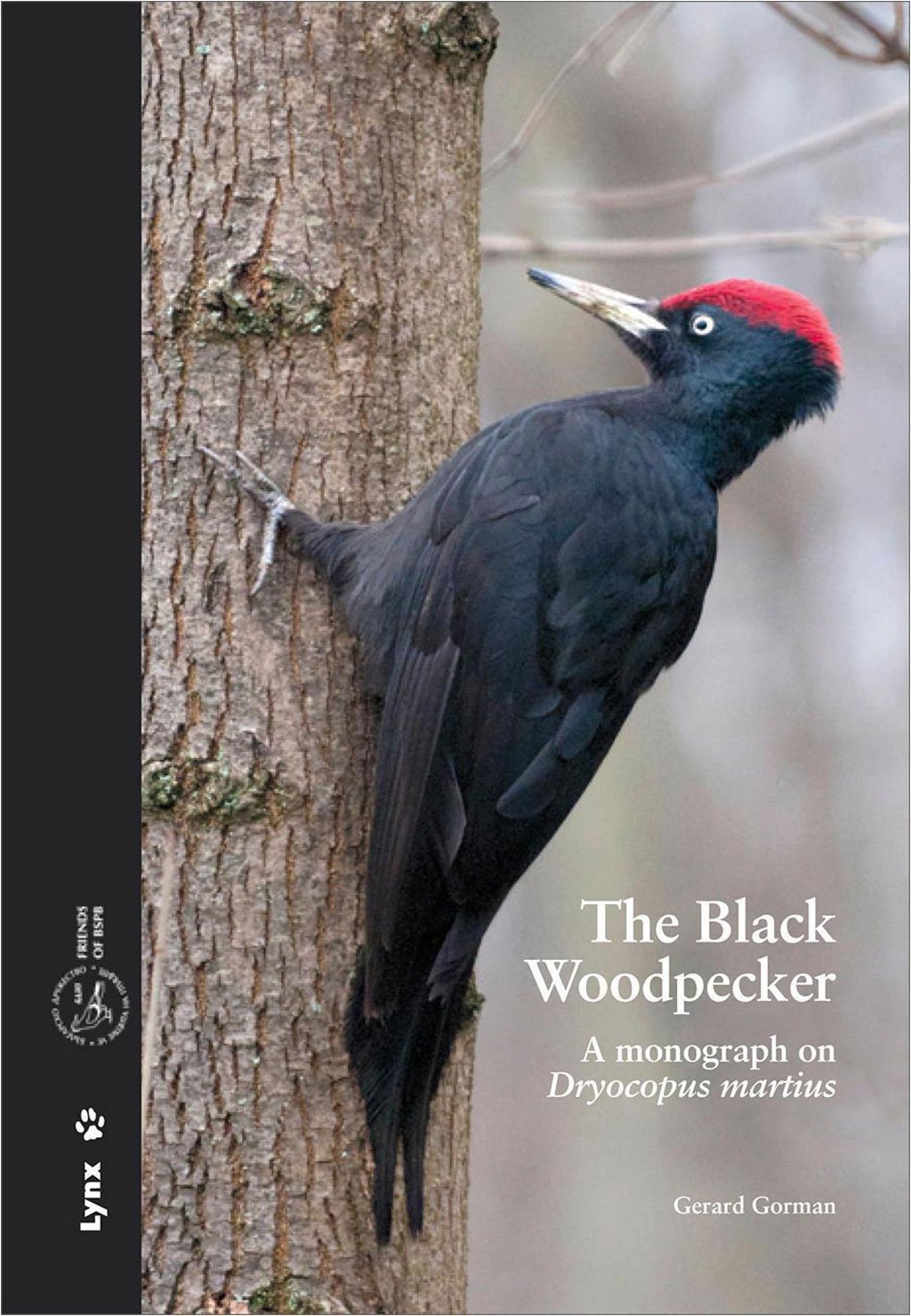 the black woodpecker