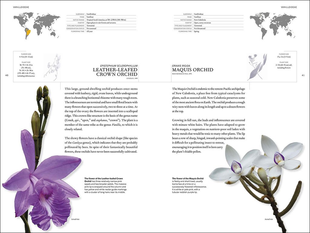 the book of orchids: a life-size guide to six hundred species from around the world