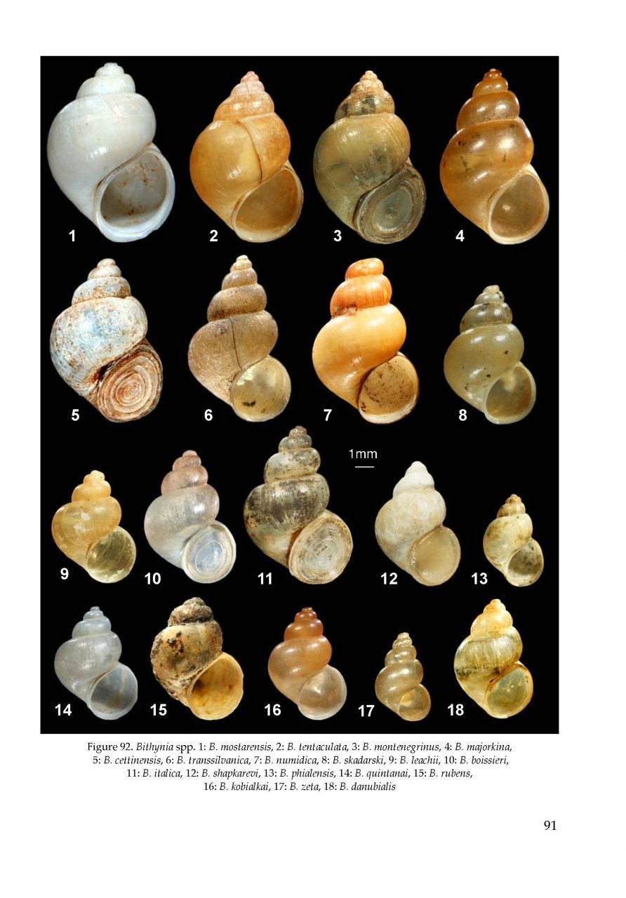 the freshwater gastropods of the west-palaearctis. volume 1