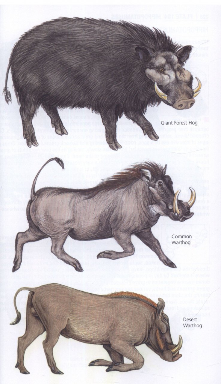 the kingdon pocket guide to african mammals