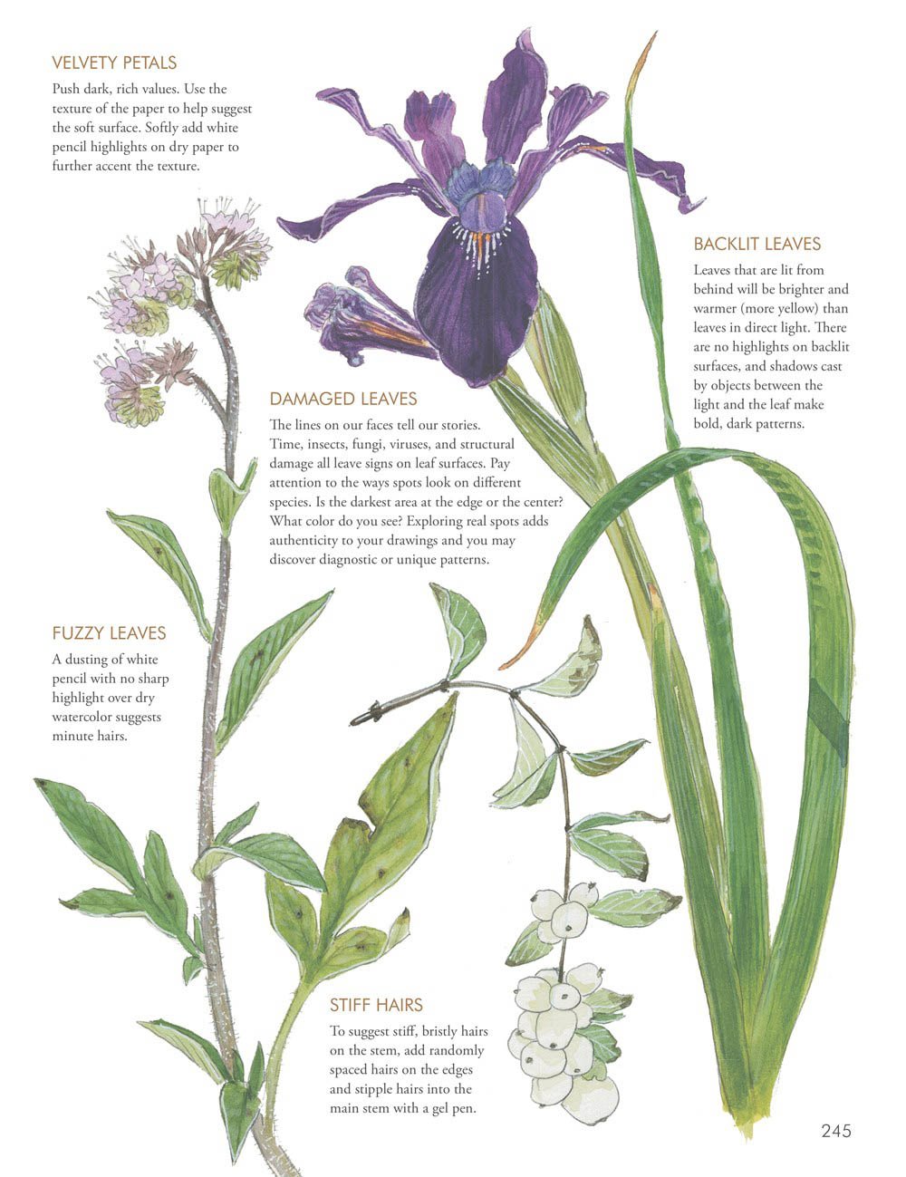 the laws guide to nature drawing and journaling