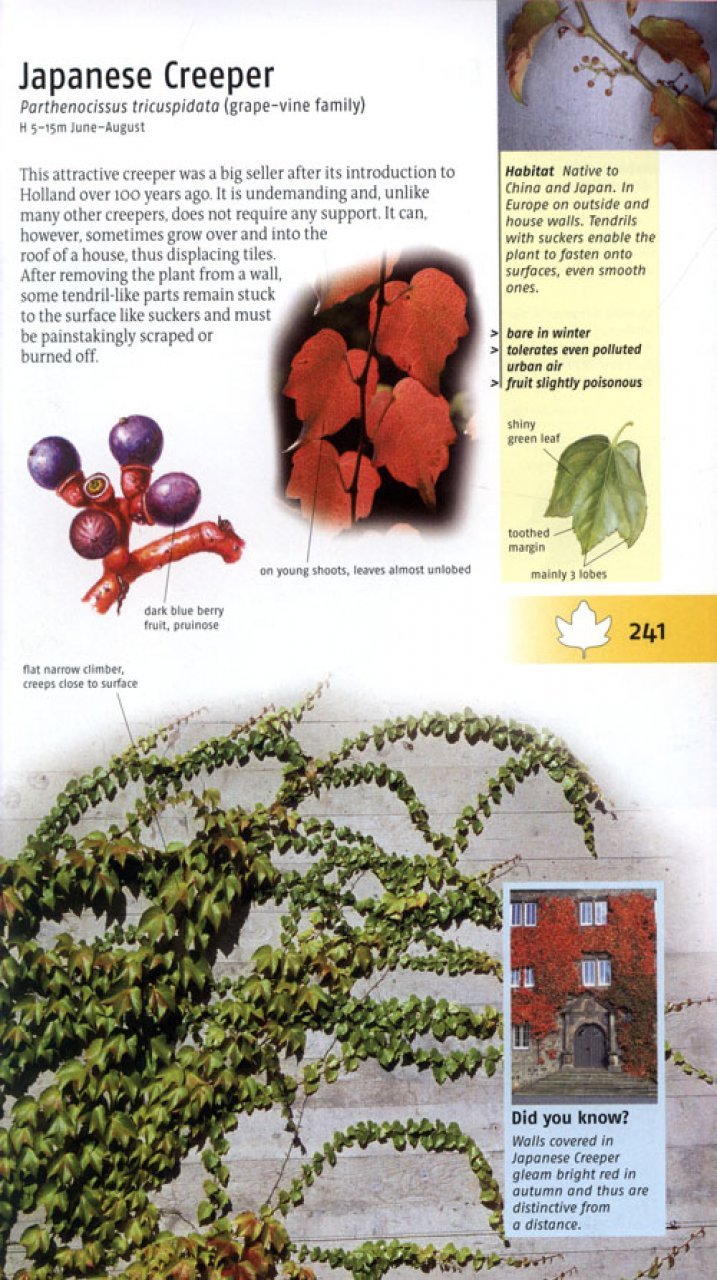 trees of britain and europe