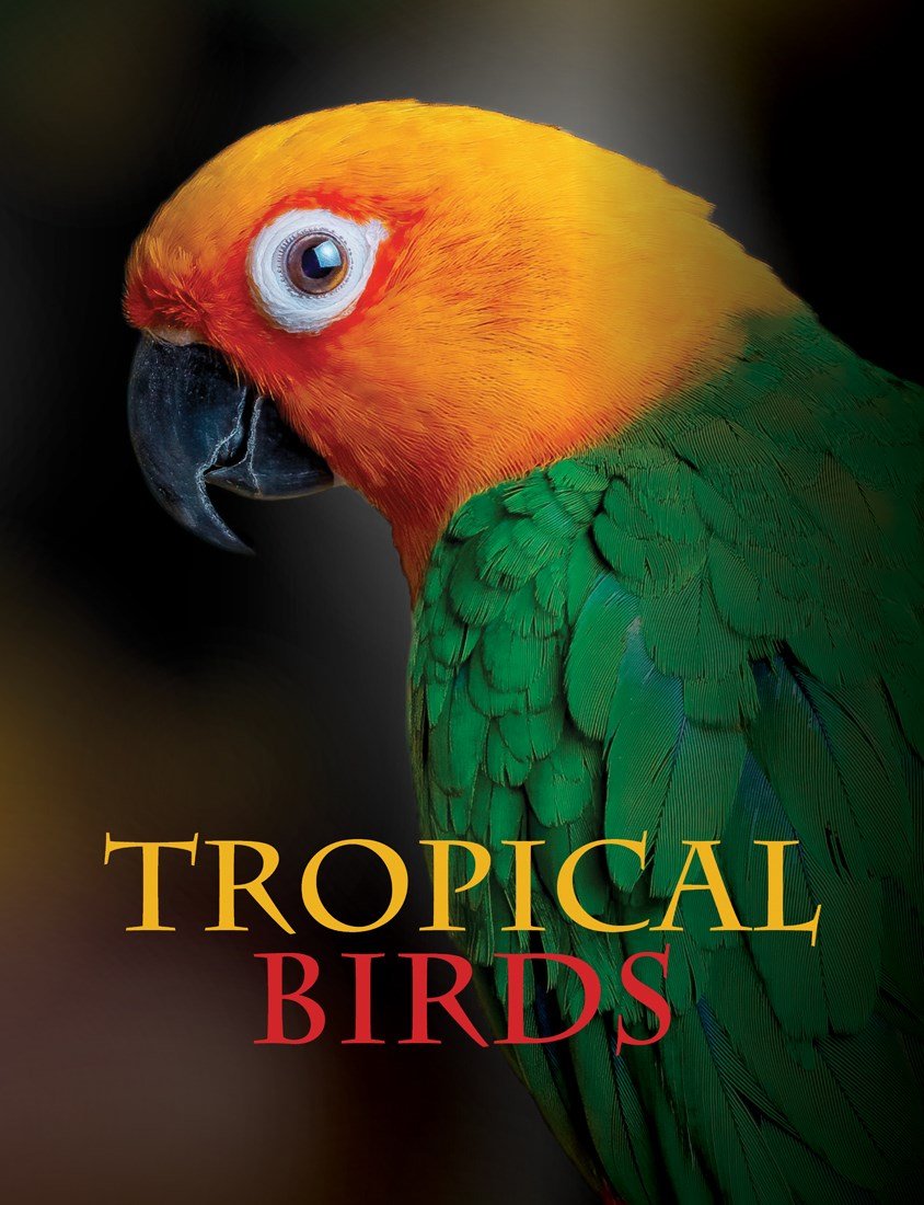 tropical birds