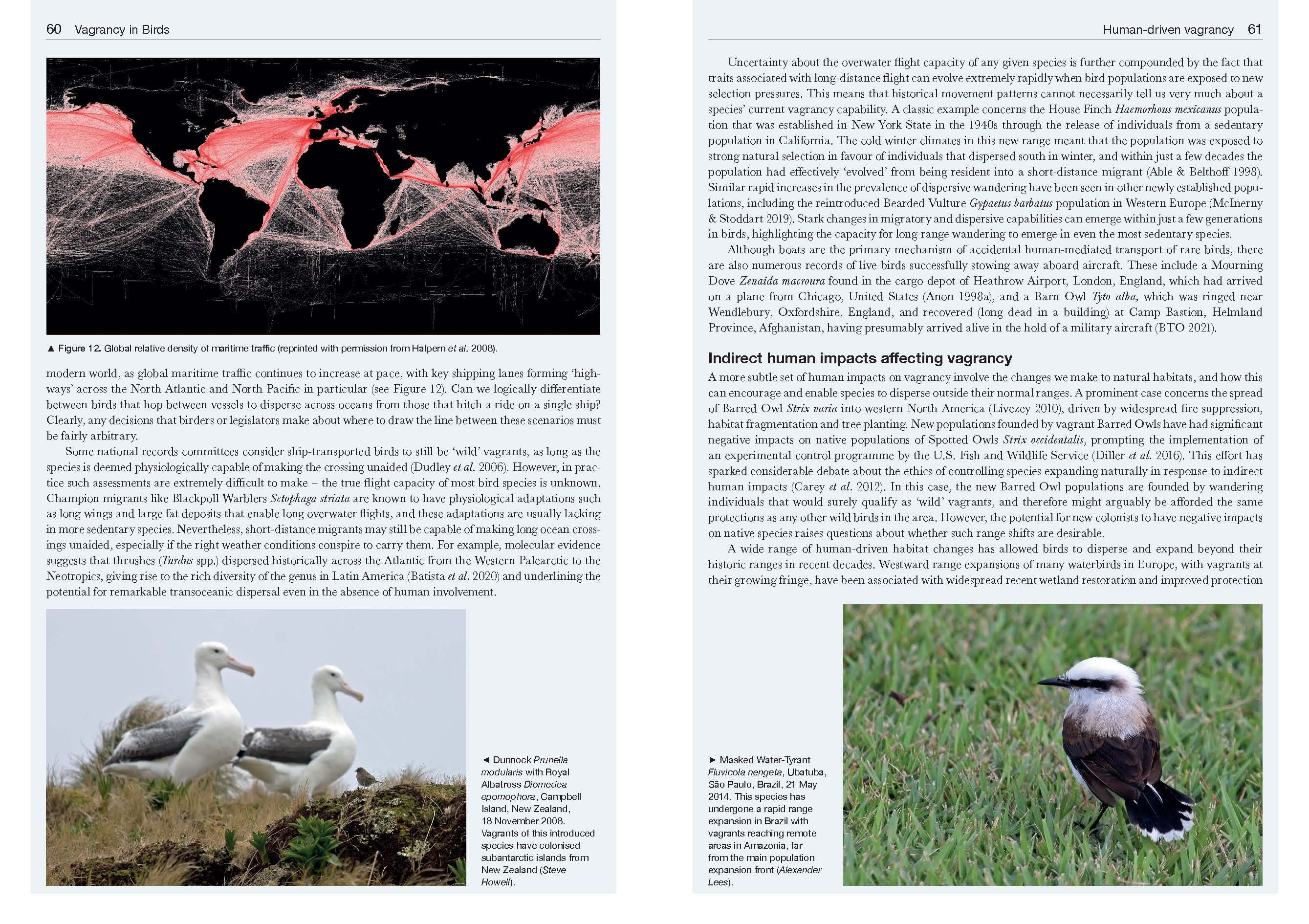 vagrancy in birds