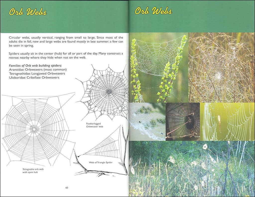 web watching: a guide to webs & the spiders that make them