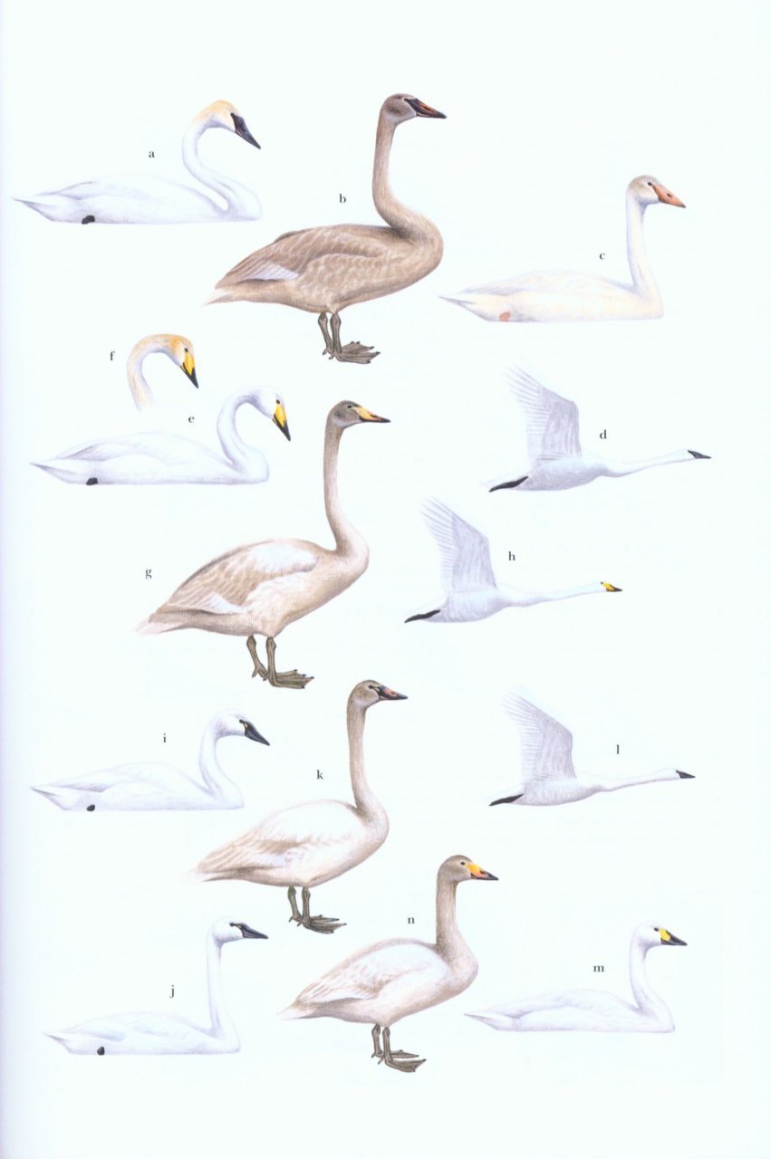 wildfowl of europe, asia and north america