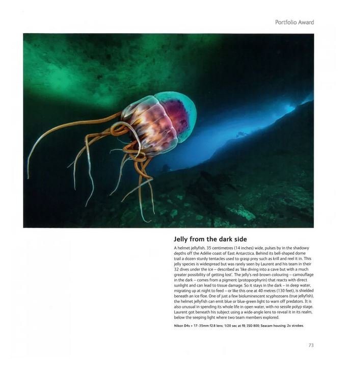 wildlife photographer of the year. portfolio 32