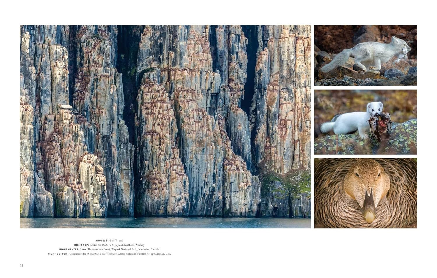 wild lives. the world's most extraordinary wildlife