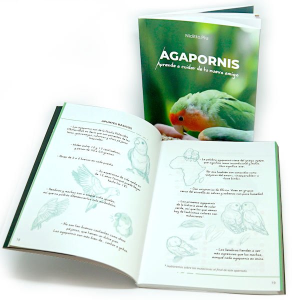 agapornis. aprende a cuidar de tu nuevo amigo