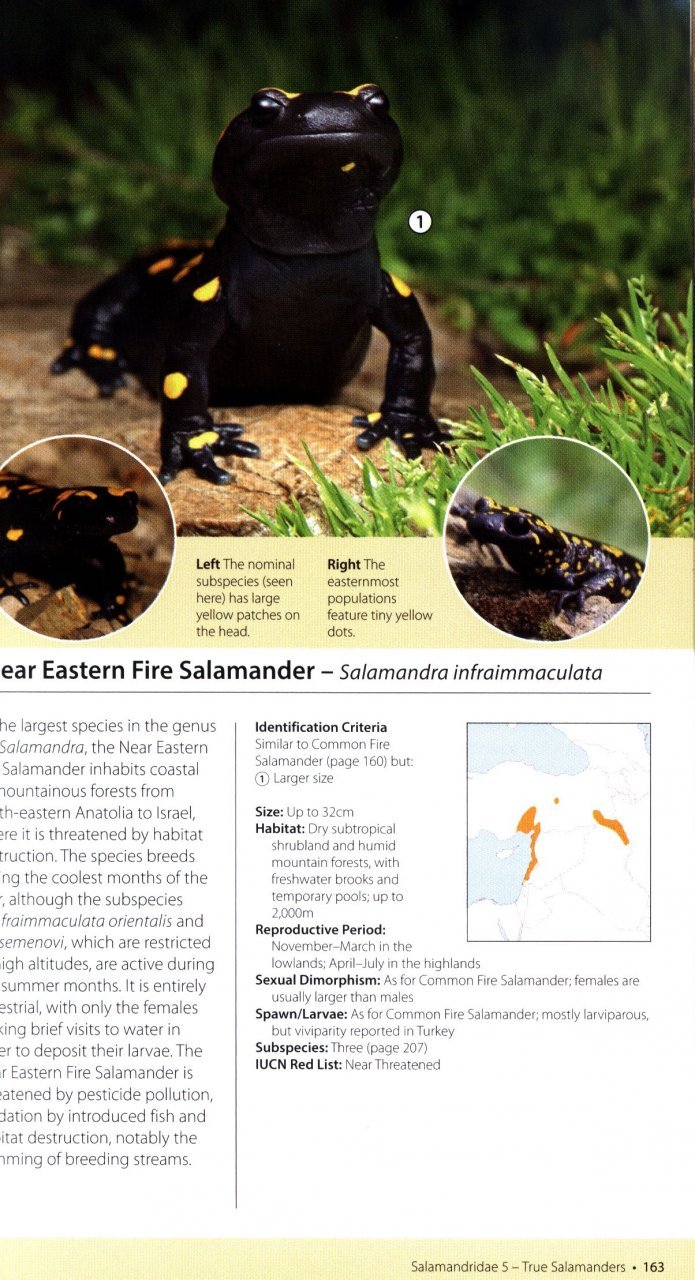 amphibians of europe, north africa & the middle east. a photographic guide