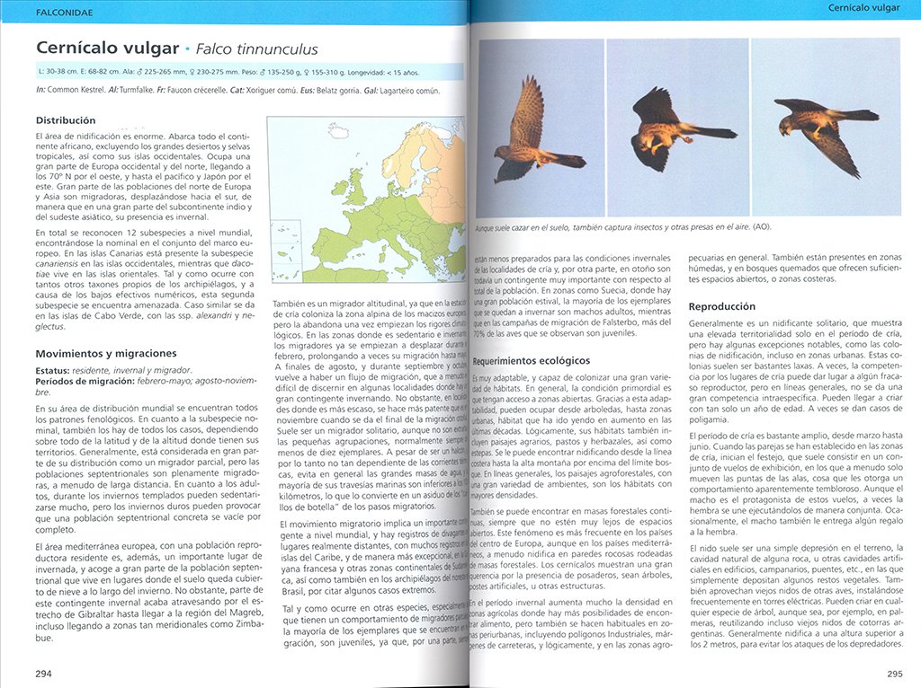 aves rapaces de europa