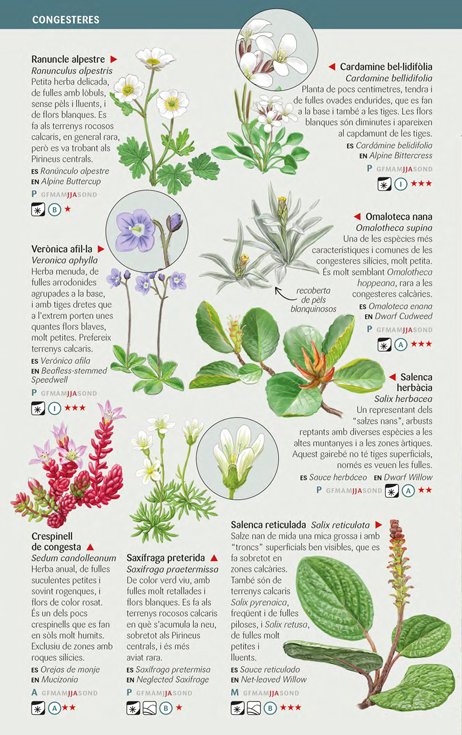 110 flors d'alta muntanya dels pirineus que cal conixer. miniguia de camp