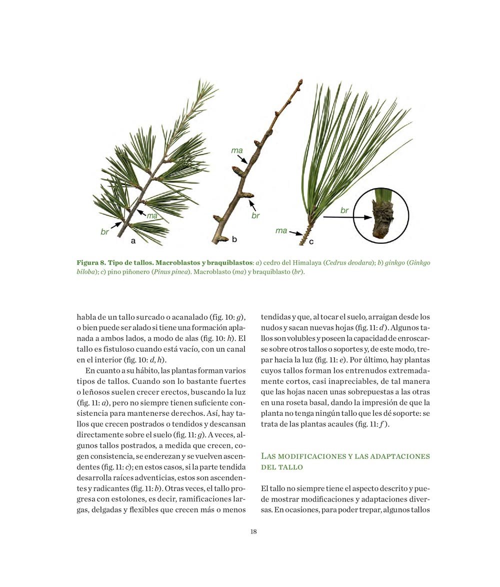 manual prctico de botnica. morfologa de las plantas vasculares