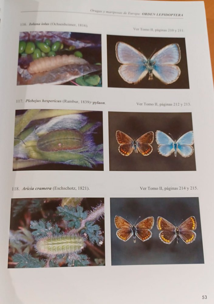 orugas y mariposas de europa. x, introduccin para facilitar la entomologa aplicada a las especies incluidas en la coleccin