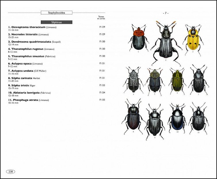 coloptres d'europe scarabes, hannetons, staphylins. hydrophiles vol. 2 polyphaga