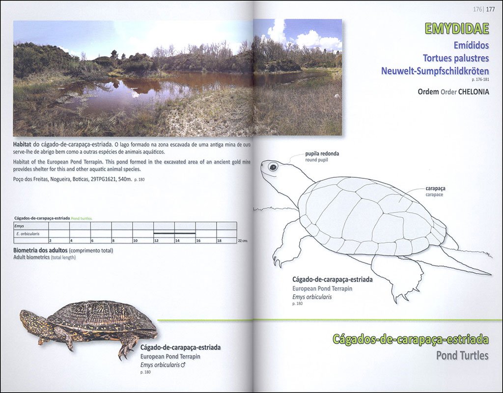 anfbios e rpteis de portugal/amphibians and reptiles of portugal