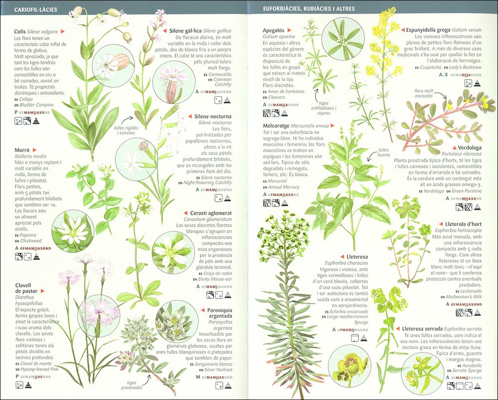 101 flors de camp, de marges i vores de catalunya que cal conixer. miniguia de camp