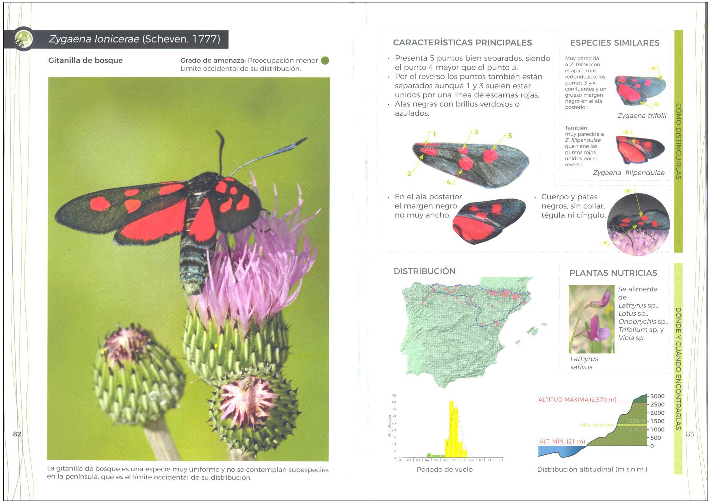 gua de identificacin de las gitanillas ibricas (zygaena)