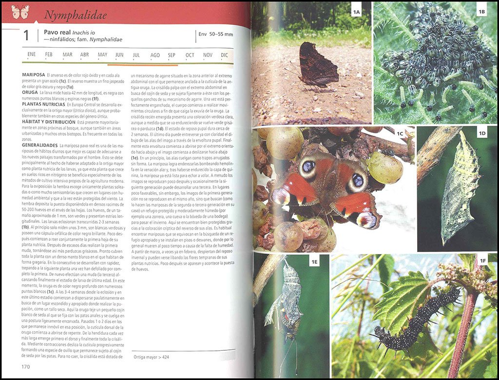 gua de las mariposas de europa. mariposas, orugas y plantas nutricias